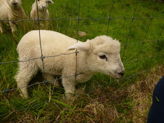 Cute little lamb trying to escape from the farm in New Zealand