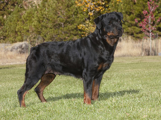 full body portrait of a female champion rottweiler in a park setting