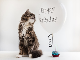 Cute, sweet kitty, white, helium balloon with birthday greetings and cupcake with candle. White, isolated background.Preparation for the festive event.Congratulations for colleagues,friends,loved ones © Svetlana