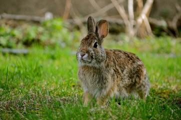 Brown Rabbit 