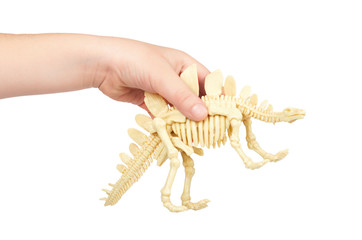 Kid hand hold dinosaur skeleton toy, isolated on white background