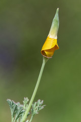 California poppy bud just opening up