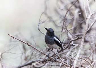Oriental Magpie Robin (Copsychus saularis) on dry branches.