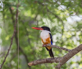 Black-capped Kingfisher (Halcyon pileata) on a branch in park.