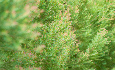 Green plant with pink color on branch tip, grown as a nature fence