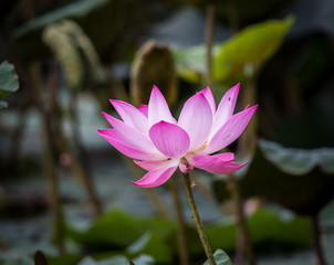 Pink lotus flower in pond.