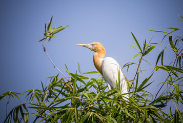 Eastern Cattle Egret ( Bubulcus coromandus ) on bamboo of Thailand.