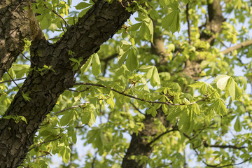 Fresh green leaves of chestnut and trunk.