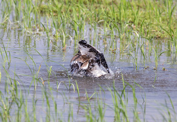 Red-wattled lapwing were water playing in the fields of Thailand.