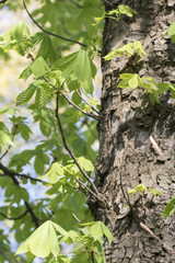 Fresh green leaves of chestnut and trunk.