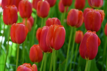 Tulip