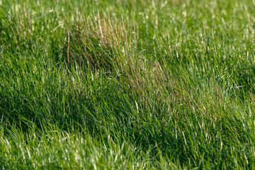 field of green grass