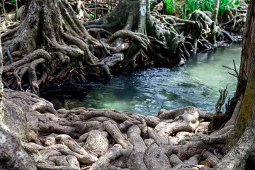Fototapeta premium Beautiful bog forest, Beautiful Swamp forest, Krabi province, Thailand.