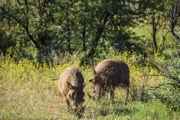 warthogs grazing
