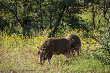 warthogs grazing