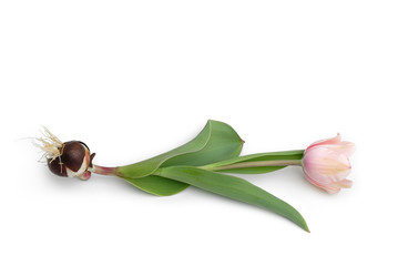 Tulpe mit Zwiebel liegt auf weißem Hintergrund
