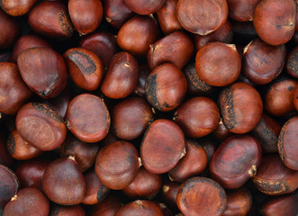 Chestnut