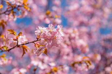 Cherry blossoms, Flowering sakurа