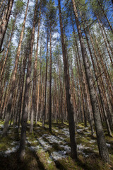 Spring Karelian forest