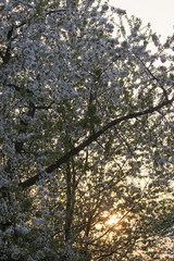 White cherry blossoms and rising sun.