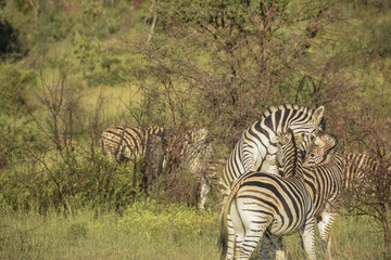 Fototapeta na wymiar Zebra play fighting
