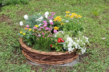Korb mit Frühlingsblumen schmückt ein Grab auf Friedhof 