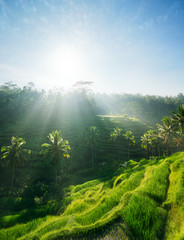 Rice terraces of Bali, Indonesia