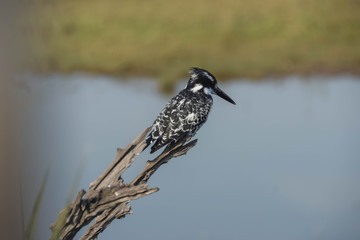 pied Kingfisher