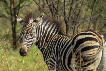 Fototapeta na wymiar Young Zebra juvenile