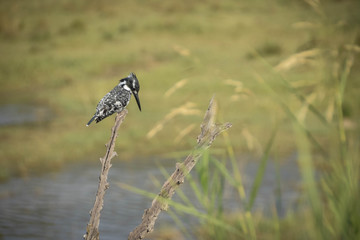 Pied King Fisher - Pilanesberg