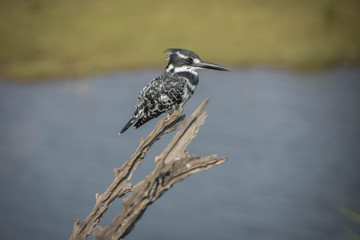 Pied King Fisher - Pilanesberg