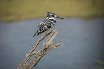 Pied King Fisher - Pilanesberg