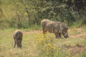 Fototapeta premium warthogs grazing