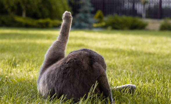 Gray cat grooming on the green grass in the garden