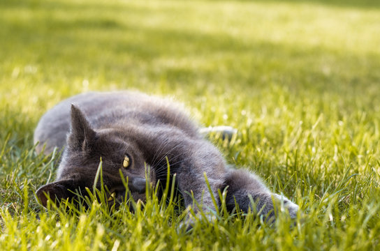 Gray cat with shiny eyes laying in the fresh green grass in the garden, copy space