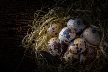 Obraz premium quail bird eggs in nest on rustic wooden background