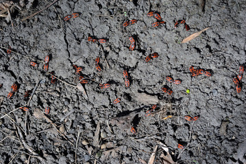 Red firebugs group (Pyrrhocoris apterus) on gray ground background texture, top view