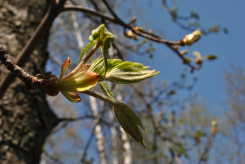 Chestnut tree twig with new green leaves,  blue spring sky background, blurry trees silhouettes
