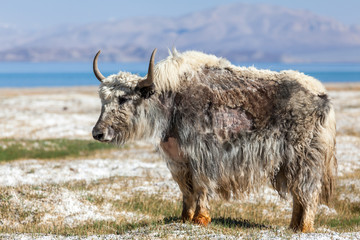 Nice view of Yak in Tajikistan