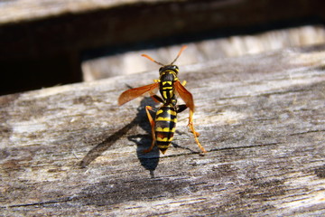 wespe sitzt auf einem holzbrett in der sonne