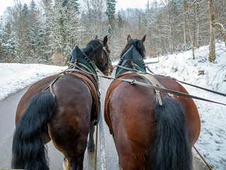 Horse-drawn carriage going to Neuschwanstein Castle