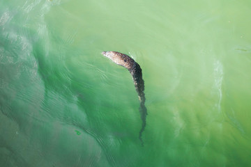 Dead eel floating at caribbean coast