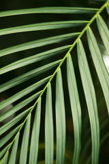 Tropical rain-forest. Green vegetation making natural background. Close-up, no people