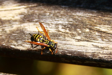 wespe sitzt auf einem holzbrett in der sonne