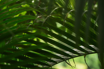 Fototapeta premium Tropical rain-forest. Green vegetation making natural background. Close-up, no people