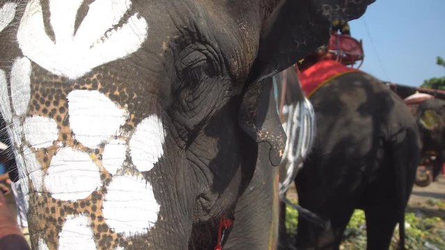 Elephant with body painted 
