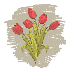 Tulip flower graphic color isolated bouquet sketch illustration vector