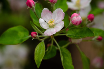 Naklejka na ściany i meble Pink delicate and fragrant apple blossoms in spring