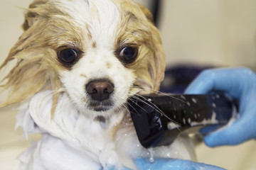 bathing the dog in the dog hairdresser