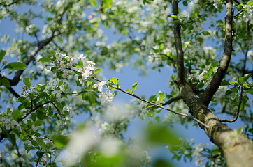 Pink delicate and fragrant apple blossoms in spring